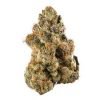 gelato #41 weed strain