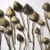 Liberty Cap Mushroom