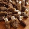 morel mushrooms for sale