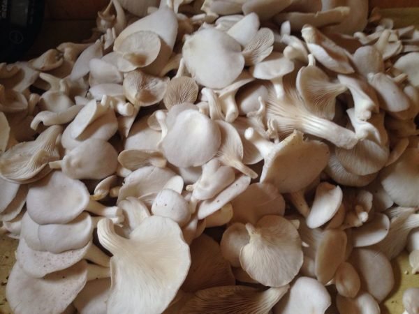 health and nutritional benefits of mushrooms