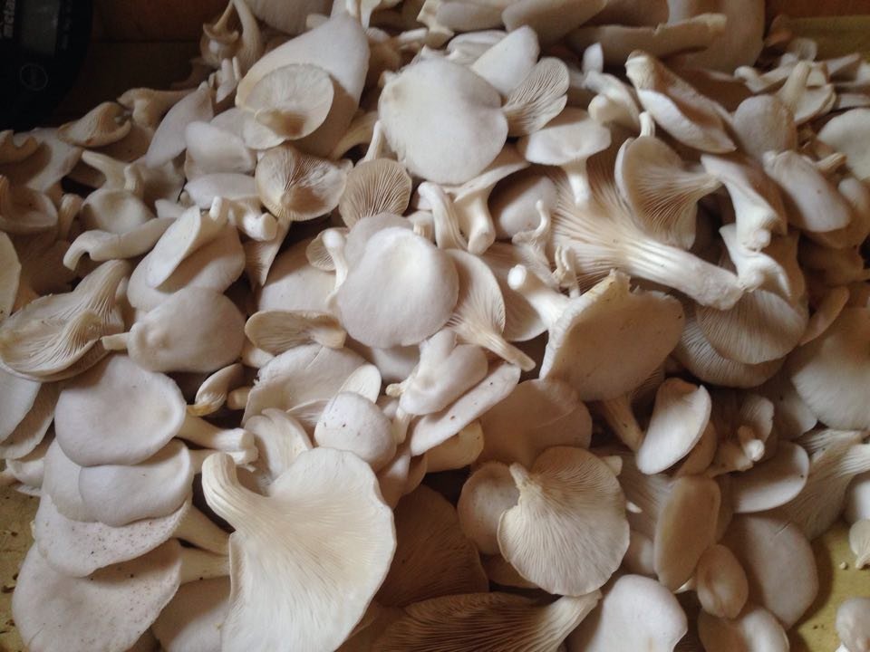 health and nutritional benefits of mushrooms