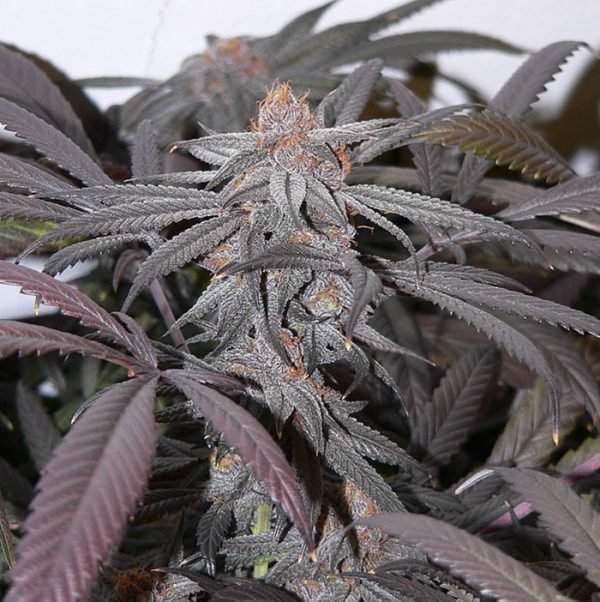 Feminized Cannabis Seeds