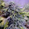 Granddaddy Purple Marijuana seeds for sale