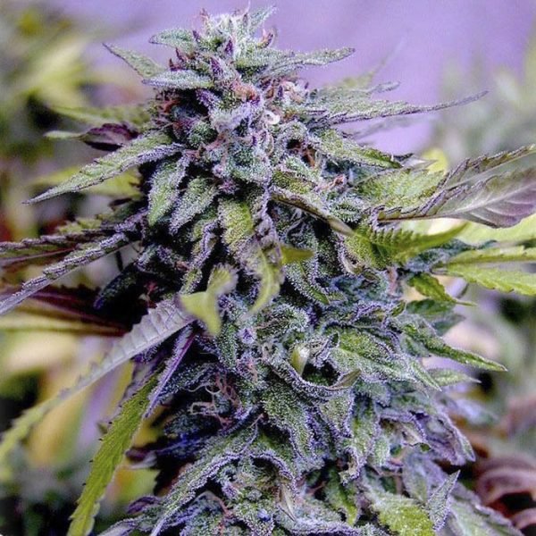 Granddaddy Purple Marijuana seeds for sale