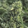 Marijuana Seeds USA