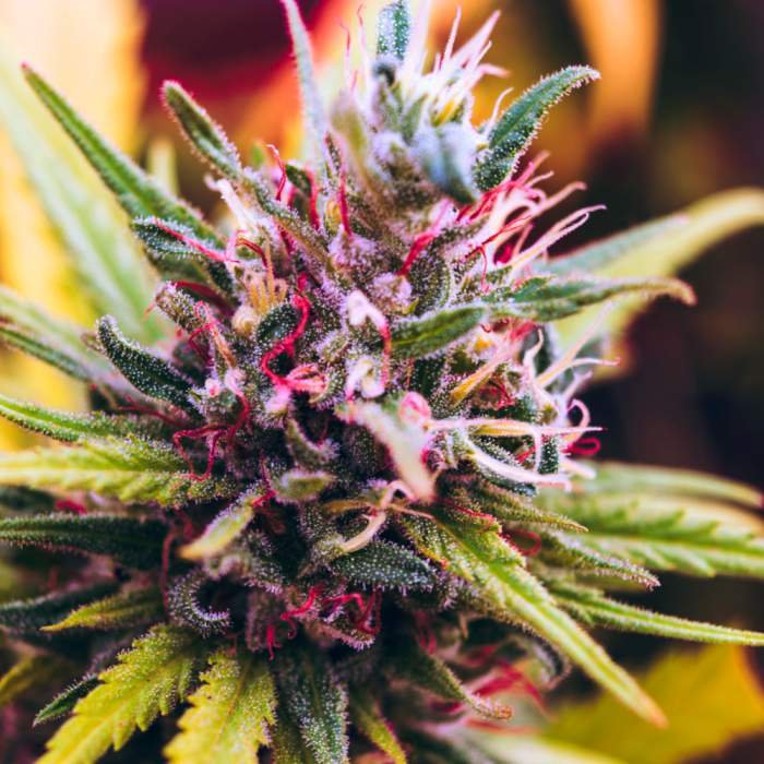 Buy grandaddy purple cannabis strain
