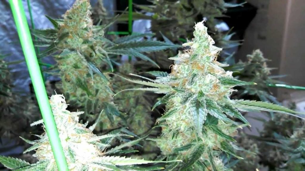 Buy Cheap Blackberry Kush