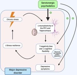 improved cognition after dmt use