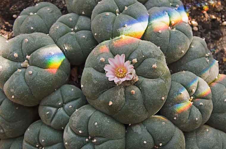 History of mescaline