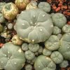 buy mescaline peyote cactus