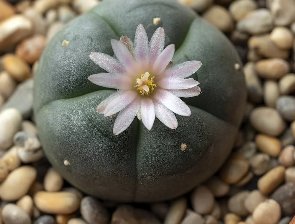 What is Mescaline drug